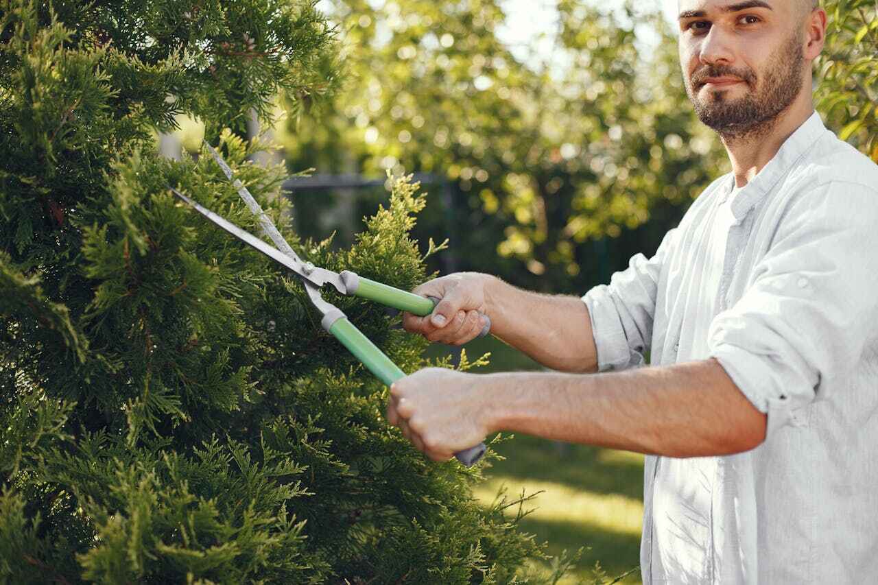 The Steps Involved in Our Tree Care Process in Tinton Falls, NJ